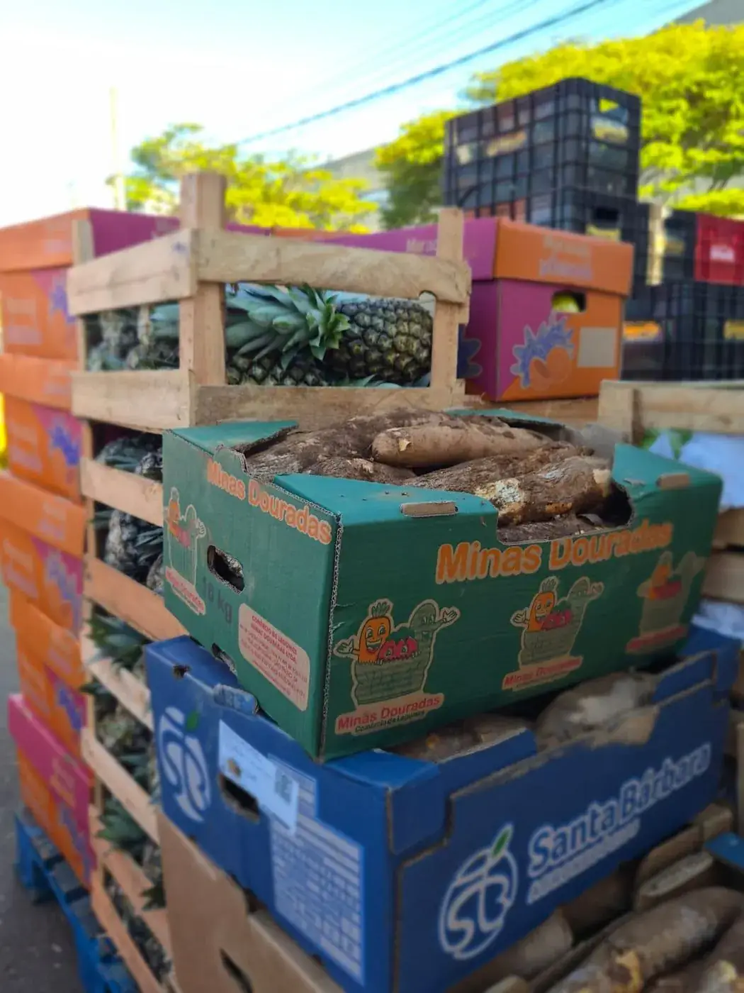 Variedade de caixas com abacaxi, mandioca e outros hortifrutis